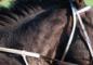 How Wind Conditions and Horse Racing Shape Your Bets