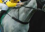 Take a Free Swing at the Track with the Free Bet on Horse Racing at betOnline