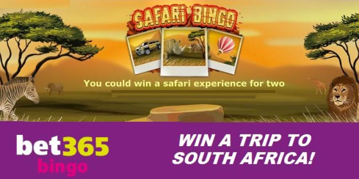 Play at Bet365 Bingo and Win a Safari Trip to South Africa