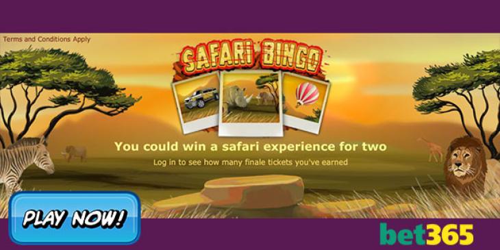 Win a Safari at Bet365 Bingo!