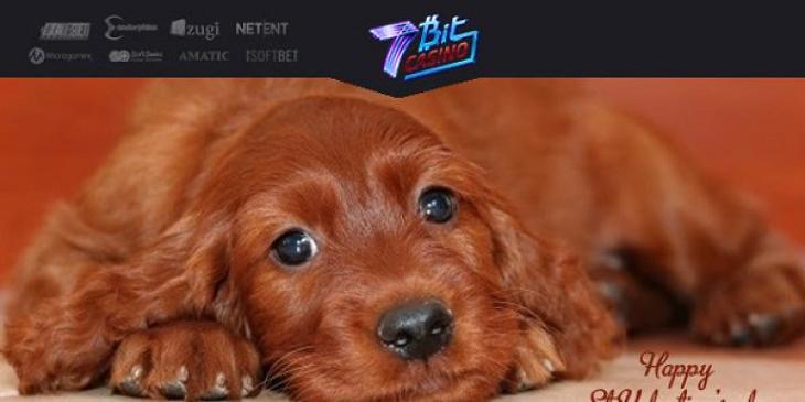 Win 30 Puppy Love Free Spins on Valentine’s Day at 7 Bit Casino