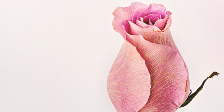 Join the Valentine’s Online Slot Tournament at Royal Panda Casino