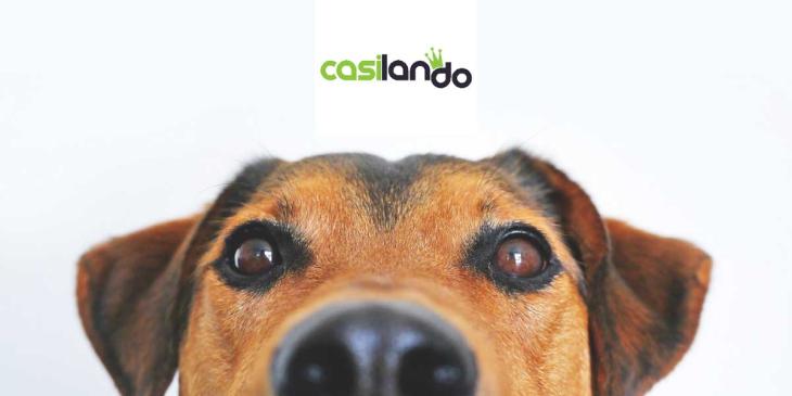Get Casilando Casino Loyalty Points for Every €10 Wager