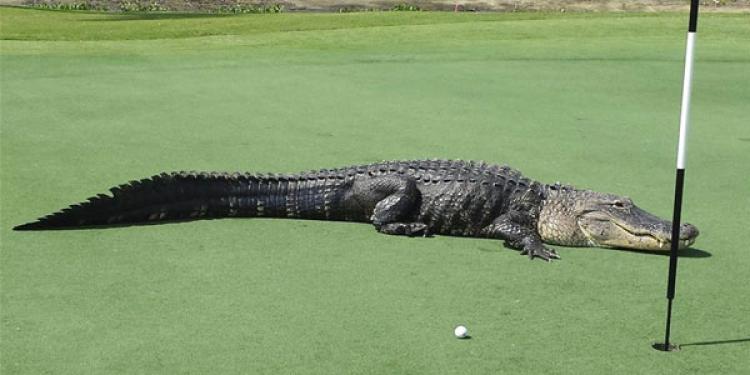 Can Alligators on the Golf Course Affect the 2017 PGA Tour?