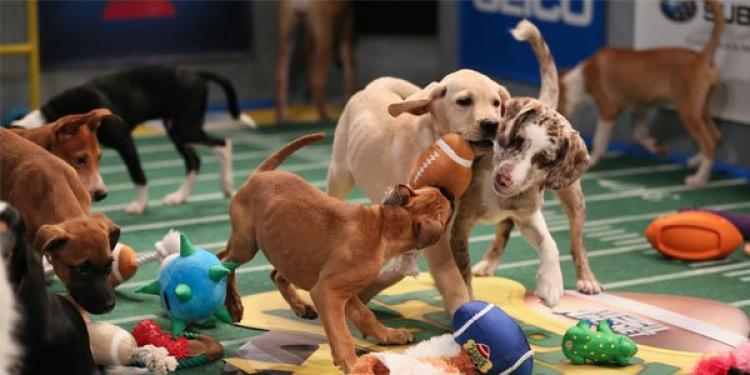 Here are 2 Reasons to bet on the Puppy Bowl This Year