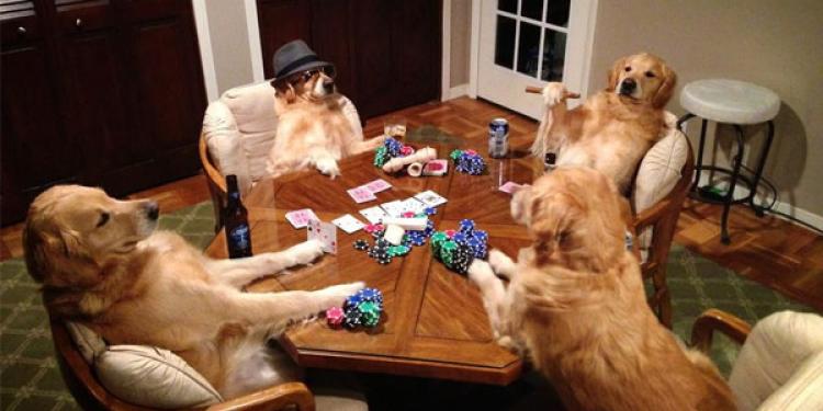 7 Animals Better At Casino Gambling Than You Are