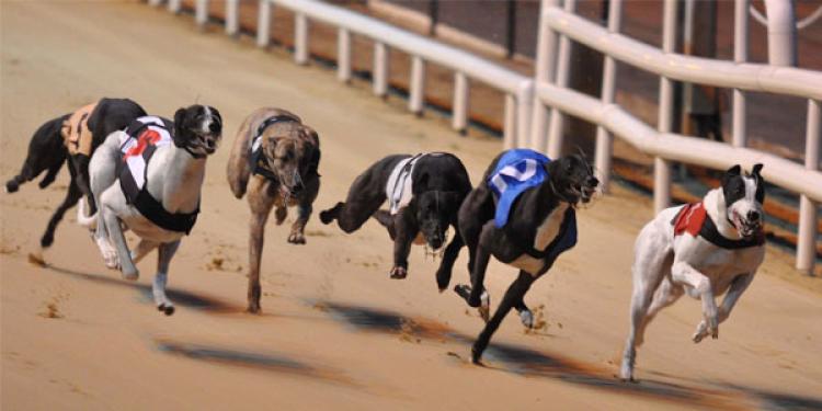 Greyhound Racing Goes To The Dogs In London