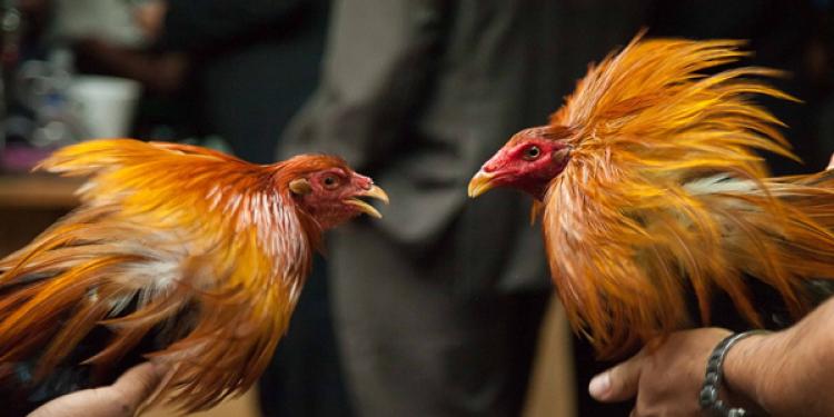 Could You Be Spurred Into A Bet On Cockfighting?