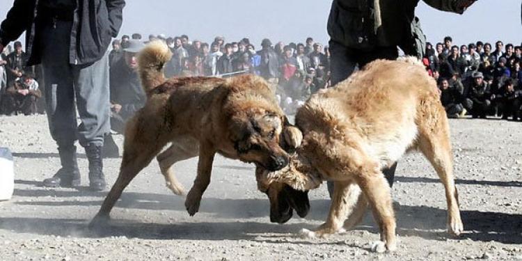 The Not-So-Small World of Dog Fighting