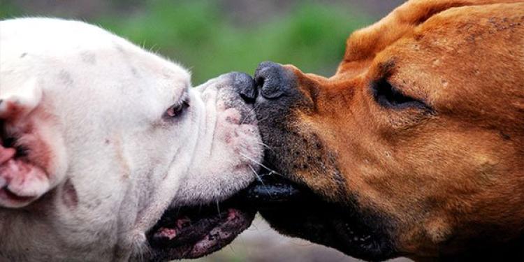 Dog fighting for Dummies