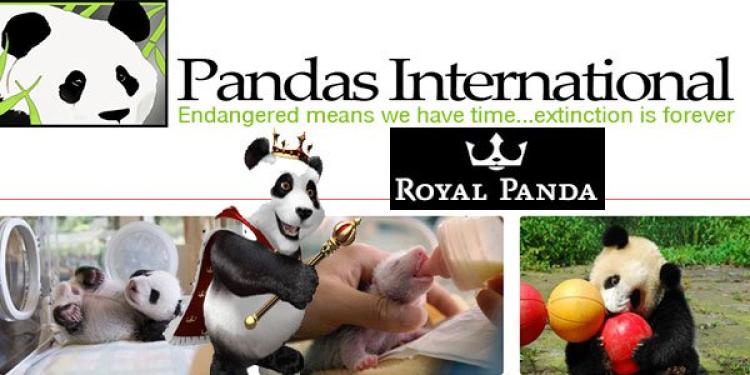 Royal Panda Casino Promises to Help Panda Improve Its Odds