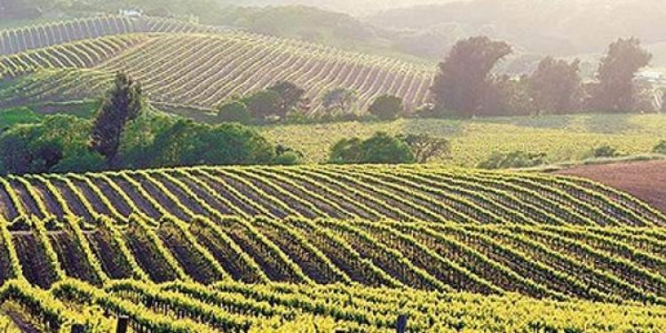 Tribal Casino Resisted by Napa Valley Winemakers