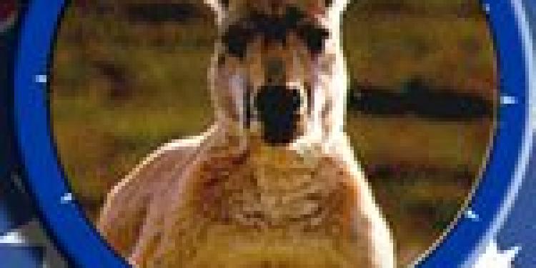 Australian Gamblers Favor Internet Casinos over Landbased Casinos