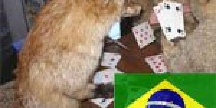 Police in Rio De Janeiro Crack Down on Illegal Jogo do bicho Game