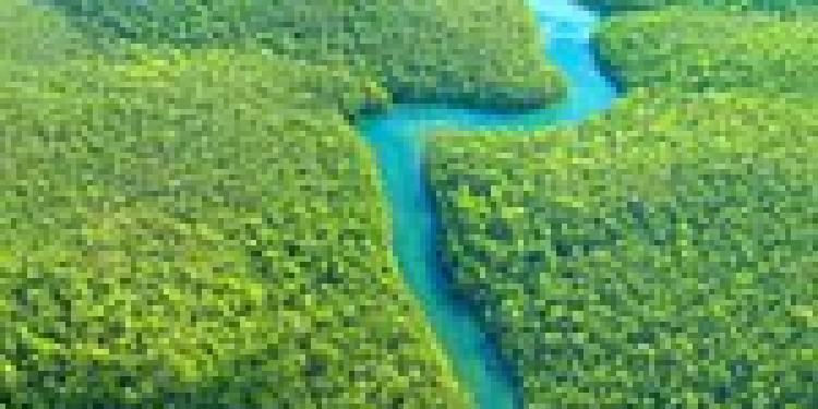 Online Bingo in Brazil to Save the Amazon Rainforest