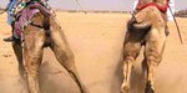 Muslims Can Place Bets on Camel Racing