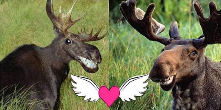 Weird Laws for a Weird Country: Moose Sex and Other Insane Canadian Laws