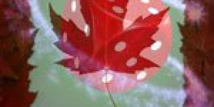 Ontario to Open its Doors to Online Gambling and Lotteries