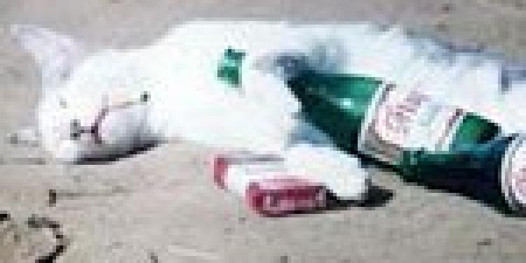 Police Bust €1,760,000 Postal Fraud Suspect Drunk at Irish Bookmaker