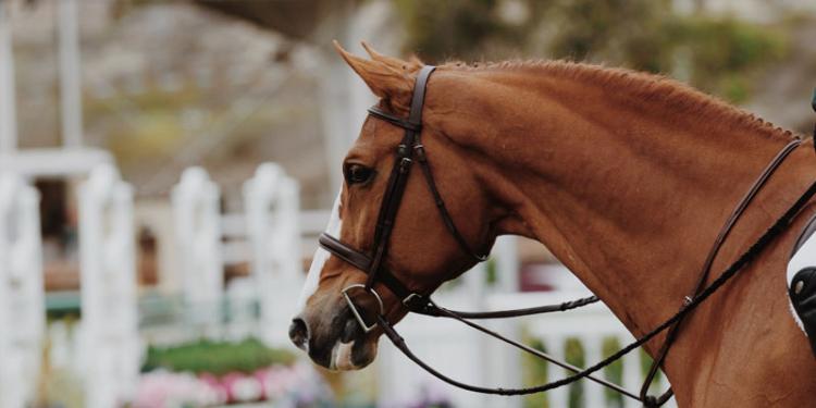 The Stewards Cup Odds Open Wide For Goodwood’s Final Day