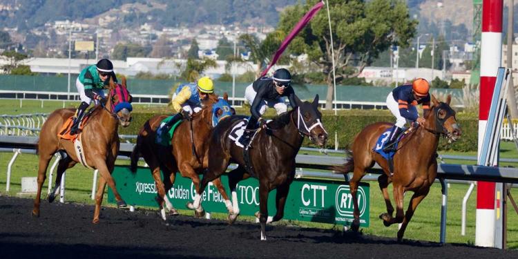 Veracious 2019 Falmouth Stakes Odds Enticing At Newmarket