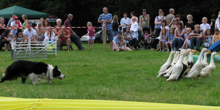 How To Win A Bet On Duck Herding Against All Comers