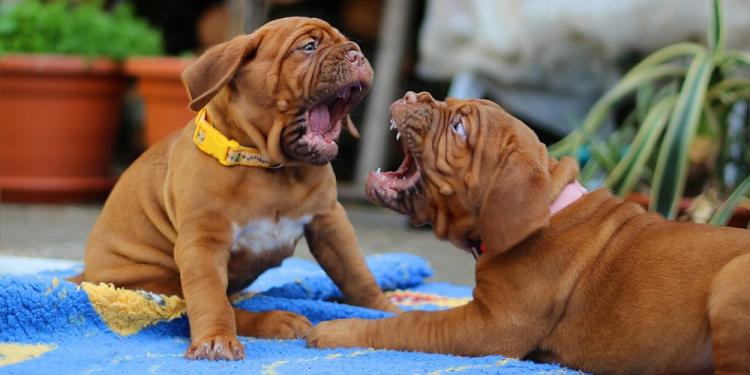 Dog Fight Betting: The Underground World of Dog Fighting