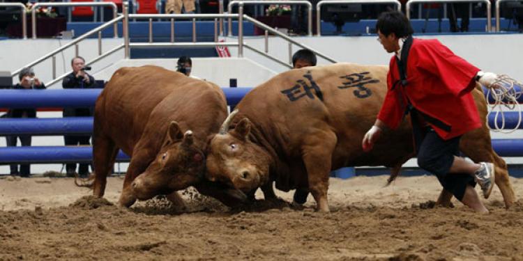 Korean Bullfights: No Bulls are Harmed