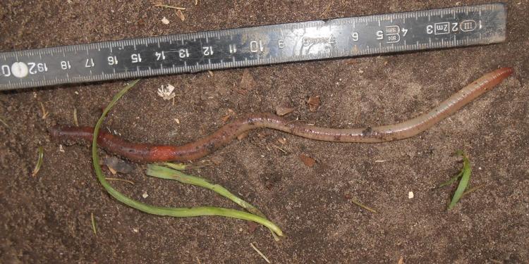 Seven Tips On How To Win Money Worm Charming