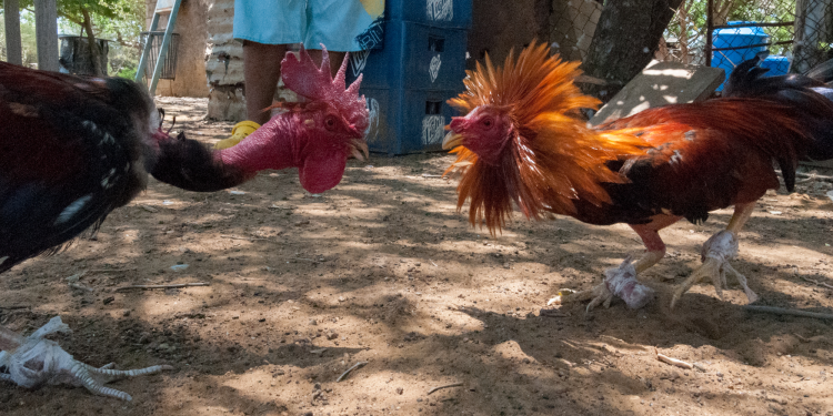 Rooster Kills People on Cockfighting Event