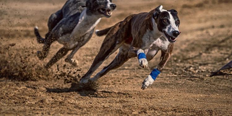 West Virginia Greyhound Racing Faces Extinction