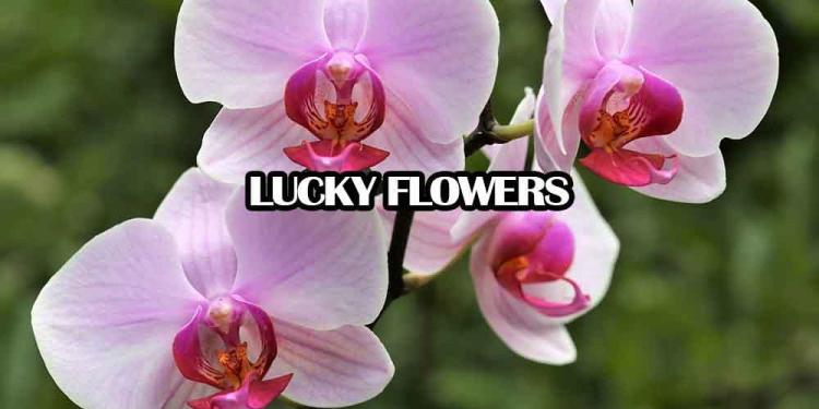 Lucky Flowers & Lucky Plants