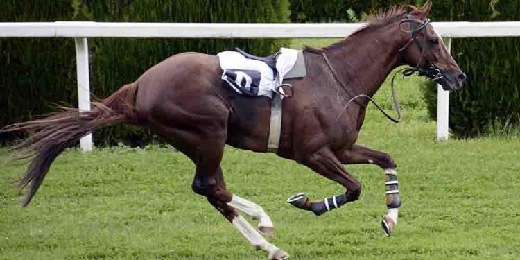 Top Reasons Why People Love Sports Betting