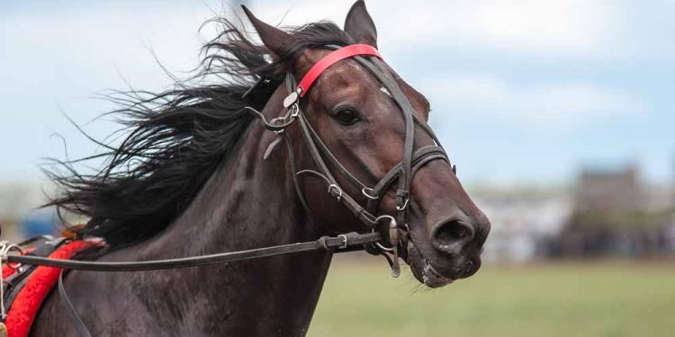 Top-5 Greatest Racehorses Ever