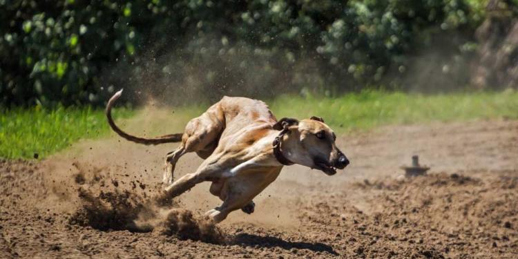 Exciting Greyhound Races in Australia and New Zealand