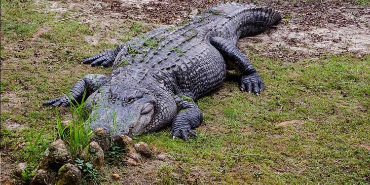 Failed Gambling Bill in Alabama – What is Lost?