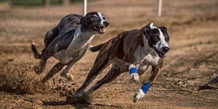 Gaming Companies Helping Greyhound Racing Fund in the UK