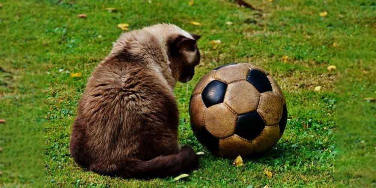 Funniest Euro 2020 Moments