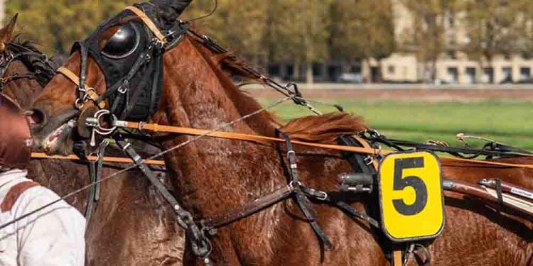 Horse Racing for Charity – Make a Change by Gambling!