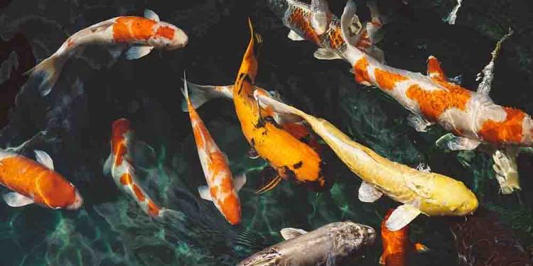 Fish’O’Mania Winner Odds – Place Your Bets in Time!