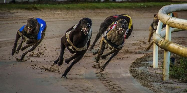 The Best Greyhound Racing Betting Tips You Need to Know