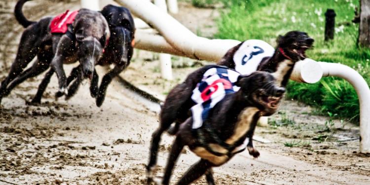 Greyhound Racing Betting Strategies for Beginners