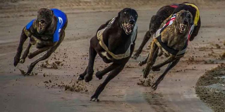 The History of Greyhound Racing in the UK