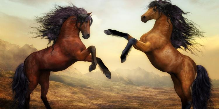 The Most Famous Horse in Hungary