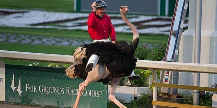 The Most Incredible But Dumbest Sports To Bet On