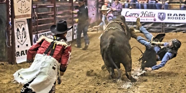 Learn How To Bet On Bull Riding – There Is Big Money In Rodeos