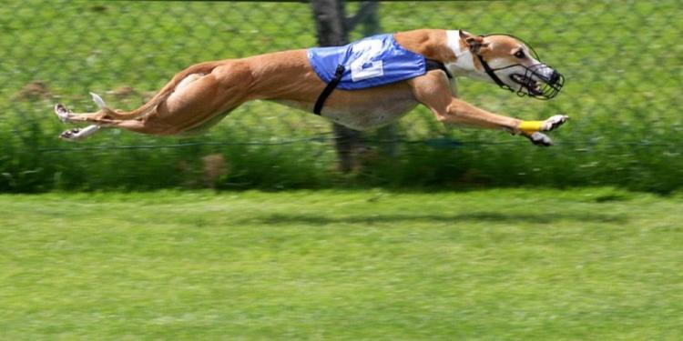 Greyhounds Betting Guide – How To Bet As A Total Beginner