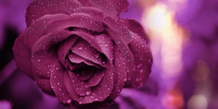 The 2022 Rose of Tralee Festival Winner Odds Are Out