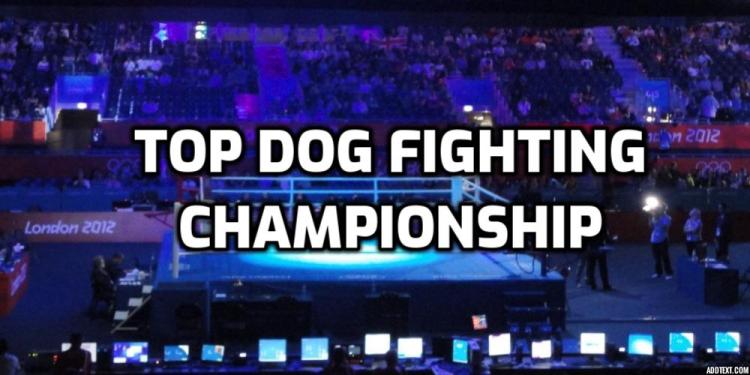 Top Dog Fighting Championship Betting Odds – Easy Betting Guide