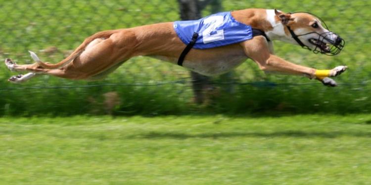 Virtual Greyhound Racing Betting Guide